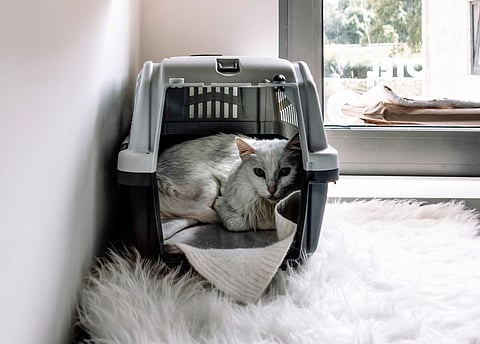 DGAV atualizei, em abril de 2026, normas para entrada de animais de companhia de fora da UE em Portugal.