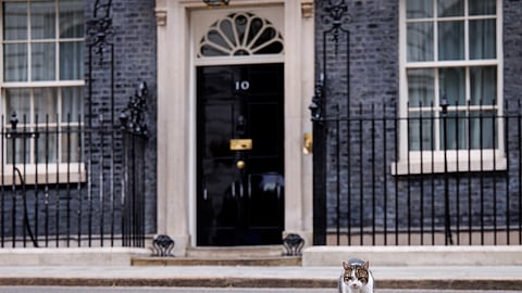 O gato Larry chegou ao número 10 de Downing Street em 2011 e já viveu com seis primeiros-ministros. Será que vem aí o sétimo?