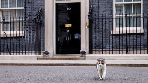 O gato Larry chegou ao número 10 de Downing Street em 2011 e já viveu com seis primeiros-ministros. Será que vem aí o sétimo?