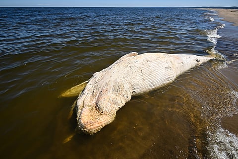 Baleia libertada após operação de resgate em março na Alemanha foi encontrada morta na costa da Dinamarca
