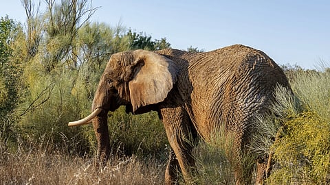 Último elefante de circo em Portugal já mora em santuário no Alentejo