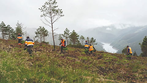 Projeto no Sabugal vai criar nova área de floresta com espécies 'Pinus pinaster' e 'Quercus pyrenaica'.