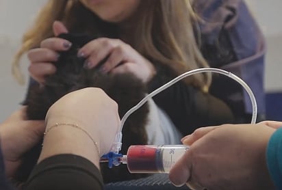 Projeto português faz apelo nacional à dádiva de sangue animal