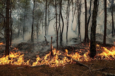 O fogo de Fontainebleau já consumiu mais de 2000 hectares.