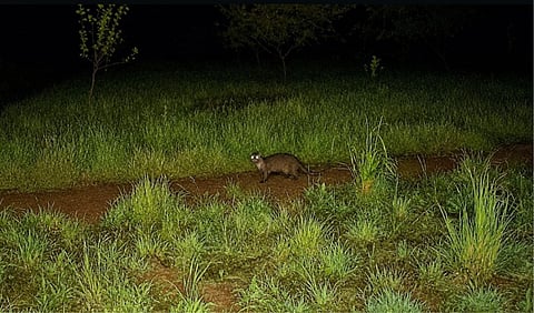 Uma ontra (Lutra lutra) foi detetada no Parque da Pena, em Sintra