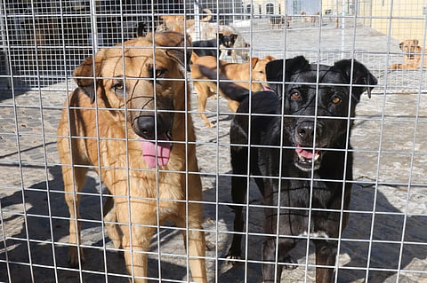 Em média, os centros de recolha de animais recebem por ano 40 mil “animais errantes”.