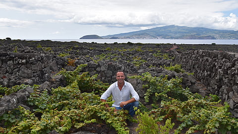 Bernardo Cabral, fotografado nas vinhas da Ilha do Pico, nos Açores