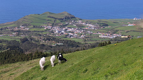 É a segunda descida do preço do leite em São Miguel em 2026.