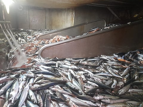 ASAE instaura processos de contraordenação a navios-fábrica por falta de higiene