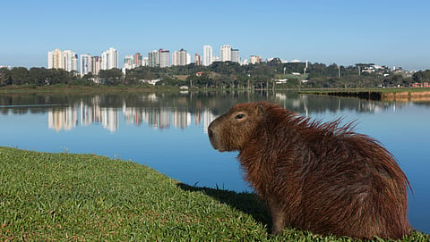 Voos para Curitiba iniciaram em junho.
