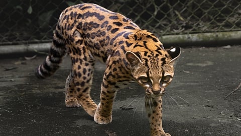 Nova espécie de felino identificada na Bolívia, a primeira em mais um século