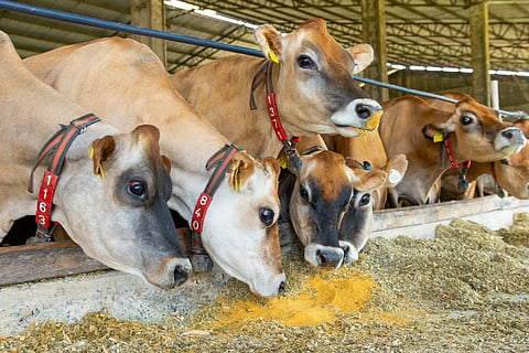 Animais se alimentam com o DDGS, derivado do milho.