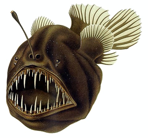 O 'Melanocetus johnsonii' deu matéria para vários manuais de zoologia. -- Foto: Humpback anglerfish, Melanocetus johnsonii Gunther, 1864, collected 27 August 1985, Head of Cook Canyon, north-west of Jackson Head, New Zealand. CC BY 4.0. Te P