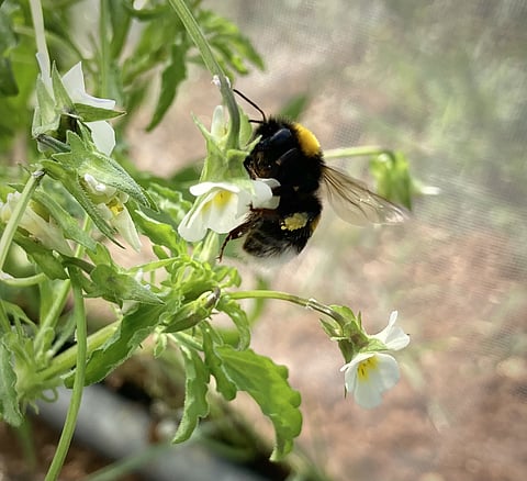 Muitos polinizadores dependem do néctar como alimento. Se as plantas produzirem menos, os insetos passam fome. SAMSON ACOCA-PIDOLLE VIA THE NEW YORK TIMES