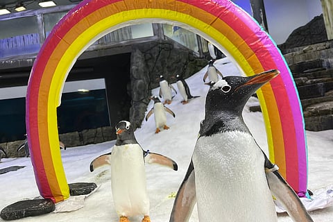 Morreu Sphen, o famoso pinguim gay da Austrália