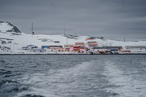 Vegetação na Península Antártica aumentou 10 vezes em 40 anos