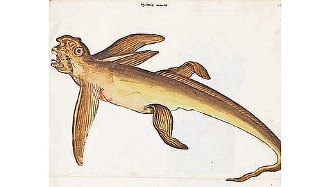 O símia marina foi identificado durante décadas em vários compêndios de ciência. (Wikipedia)