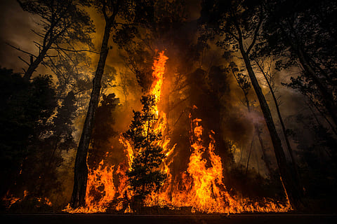 Incêndios florestais extremos duplicaram nos últimos 20 anos em todo o mundo