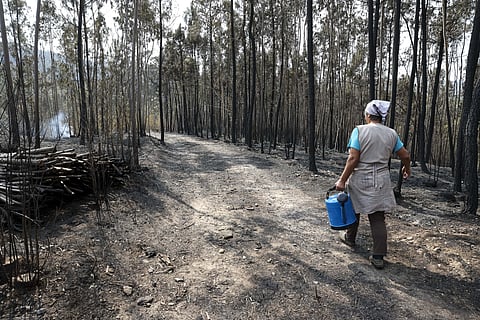 Ao fim de quase uma semana chuva ajudou a dominar fogos no norte e centro