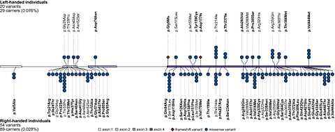 Variantes raras de um gene associadas a causa para ser canhoto