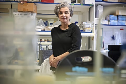 Aos 53 anos, a cientista Maria Manuel Mota, um dos Prémios Pessoa, assume a presidência da Fundação GIMM.