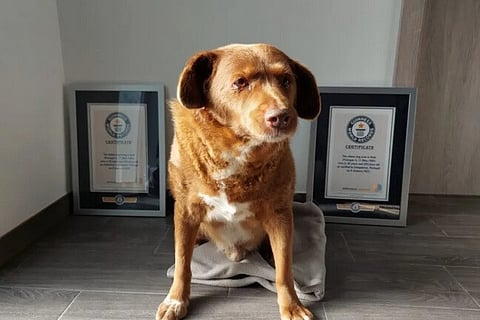 Donos de Bobi avançam com ação contra o Guinness. Querem título de cão mais velho do mundo de volta