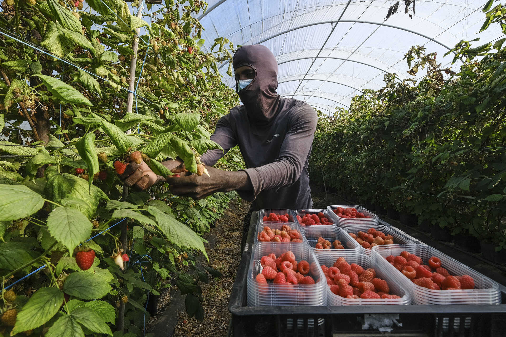 Febre dos frutos vermelhos gera milhões, mas paga impostos no estrangeiro