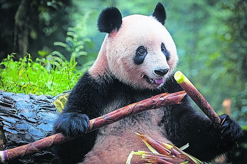 Em outubro de 2023, o panda-gigante “Xiang Xiang” estava a comer rebentos de bambu na Base de Pesquisa da Reprodução de Pandas-Gigantes de Chengdu.