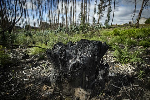 Quase todos em Portugal apoiam medidas para combater alterações climáticas