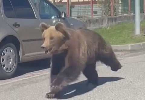 Urso provoca o pânico em cidade da Eslováquia. Cinco pessoas ficaram feridas