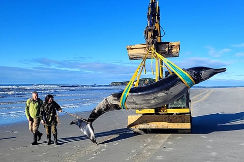 Baleia mais rara do mundo terá dado à costa na Nova Zelândia