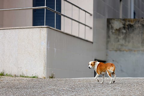 Portugal continental tem quase um milhão de animais errantes