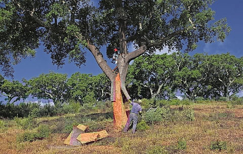 As características da cortiça, “alinhadas” com a sustentabilidade, têm-se revelado uma mais-valia.