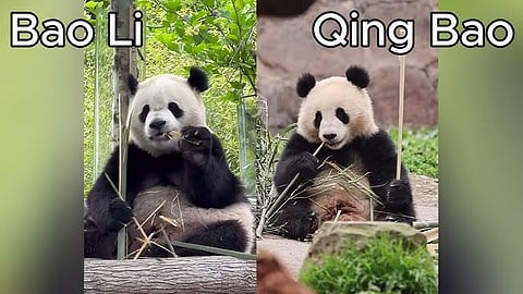 Dois pandas enviados pela China estão a caminho de Washington
