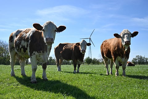 Produtores chineses pedem proteção face à pressão das importações de carne bovina

