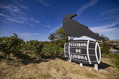 Vindimas de Lisboa de novo abertas à população