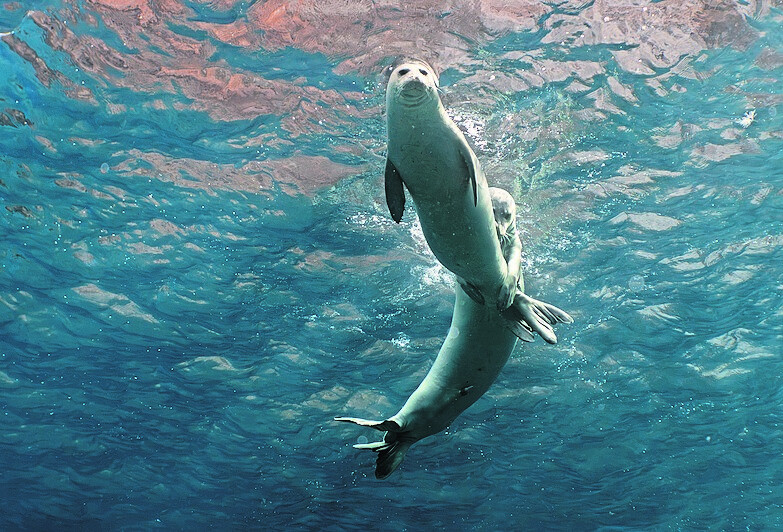 As focas-monge são umas das maiores que existem e podem atingir os 3 metros e os 350 kgs.