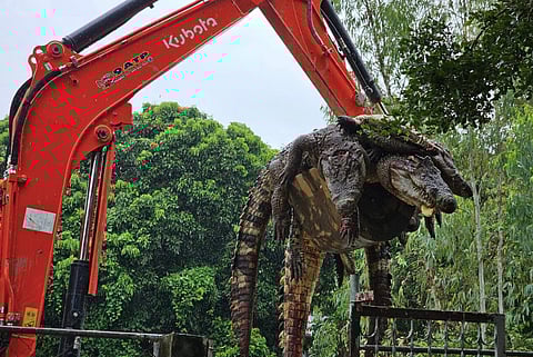 Criador tailandês abate 125 crocodilos para evitar que fugissem durante cheias