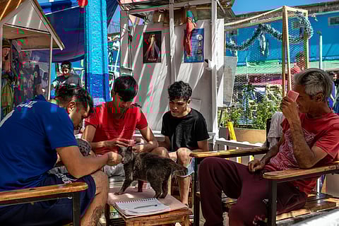 Os reclusos adotaram os gatos e todos saem ganhar com isso. Do exterior chega ajuda para esterilizar e castrar os felinos.