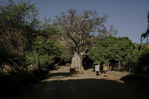 Como Charles Darwin encontrou inspiração nas ilhas de Cabo Verde