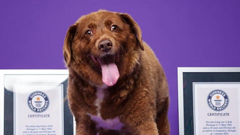 Suspenso título de "cão mais velho do mundo", que pertence a rafeiro português