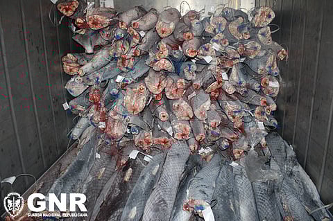 GNR apreende 53 toneladas de tubarão-azul