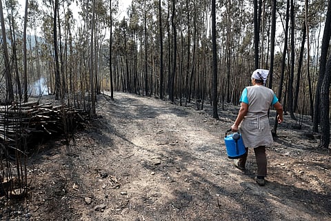 Incêndio consumiu 25% da mancha florestal de Oliveira de Azeméis