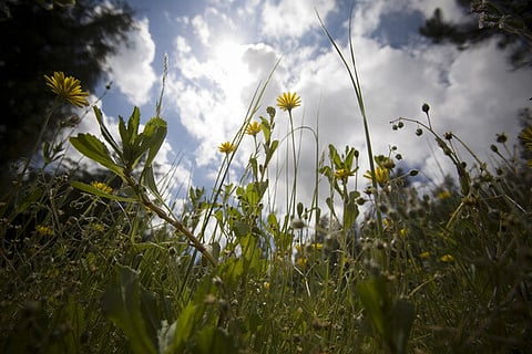 Concentração de pólen na atmosfera pode subir a partir de segunda-feira no continente