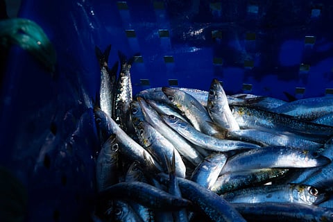 Comer mais sardinha e menos carne vermelha pode salvar até 750 mil vidas em 2050