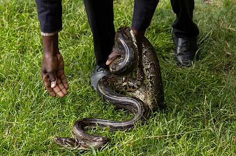 Corpo de mulher encontrado dentro de uma cobra pitão na Indonésia