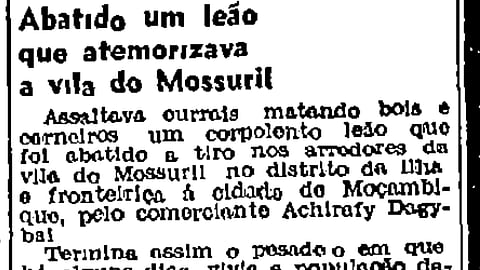 Quando havia “Ultramar” africano, a imprensa lusa dava notícias destas, a do abate de um leão em Moçambique.