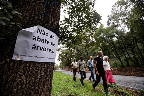 Rio Maior. Ação popular tenta travar abate de árvores por alegadas razões de segurança