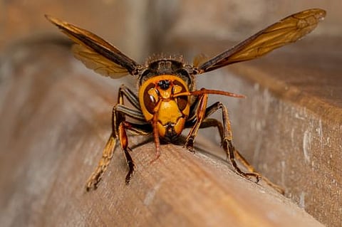 Trata-se de um predador agressivo. A picada é muito dolorosa. -- FOTO: iNaturalist/creativecommons.org