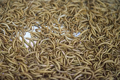 ASAE apreende alimentos à base de gafanhotos, grilos e larvas